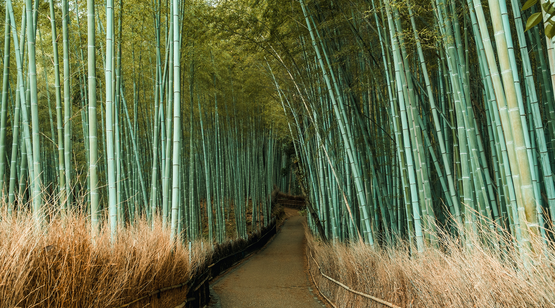Things you should know about bamboo